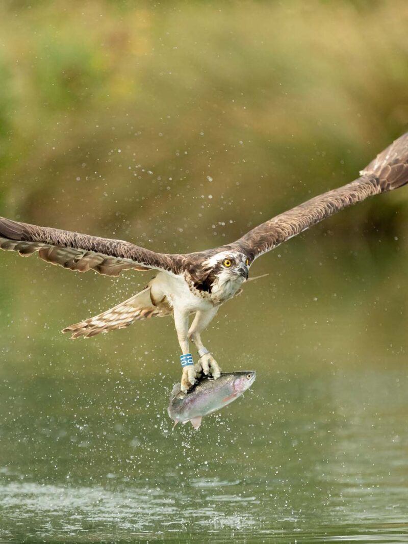 Osprey Photography Workshop Monday 1st June 2026 PM Session
