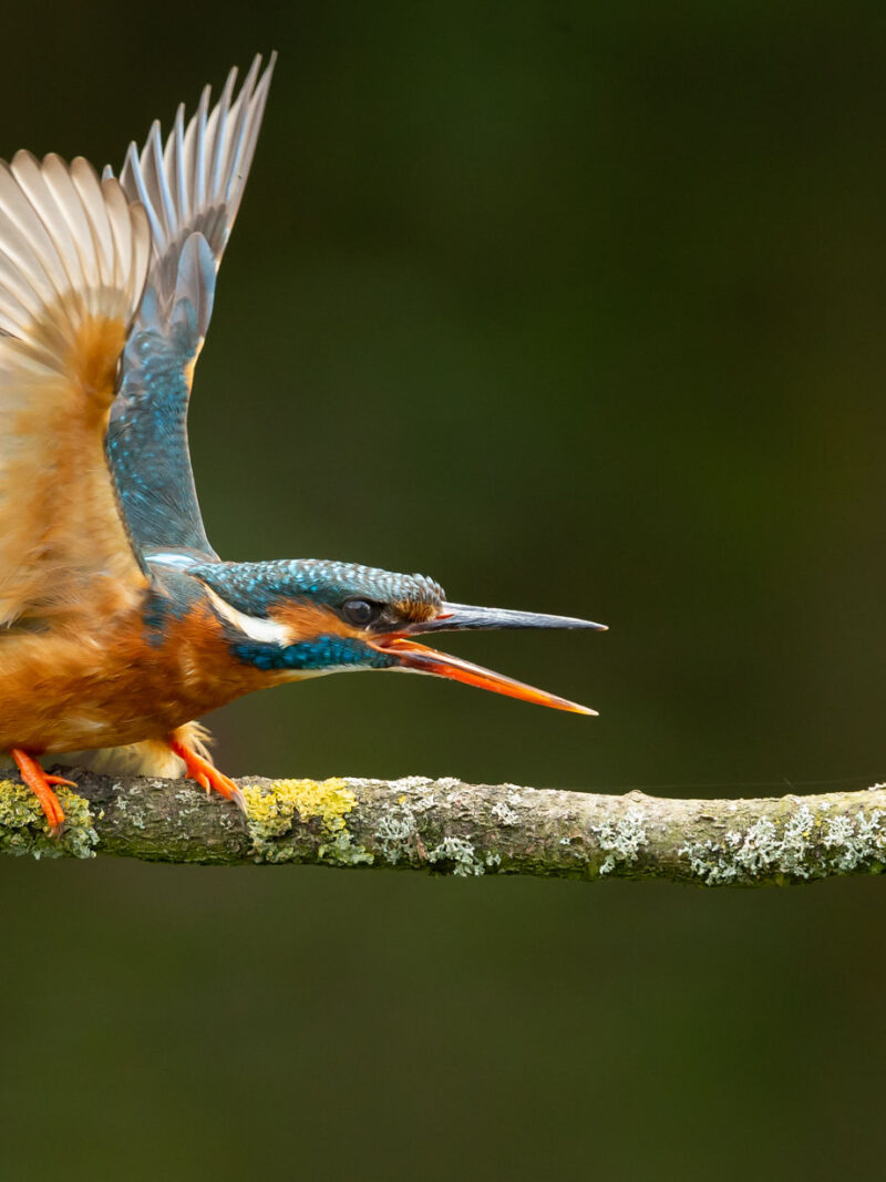 Kingfisher Photography Workshop 7th July 2026.