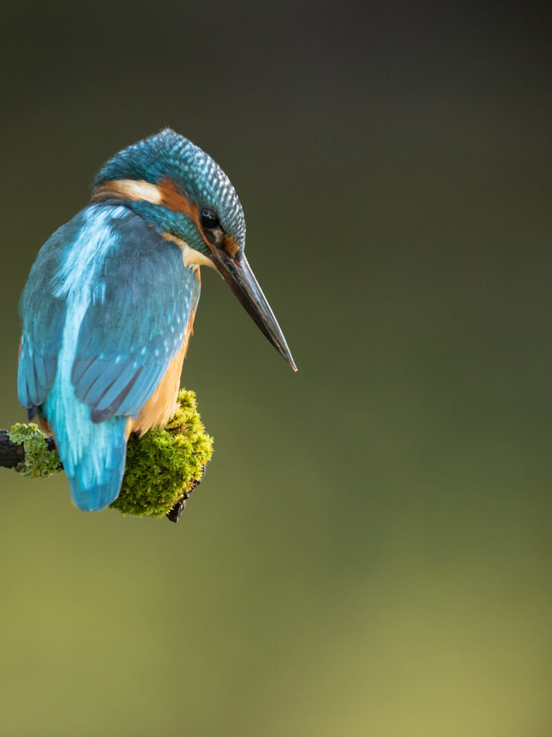 Kingfisher Photography Workshop 24th March 2026.