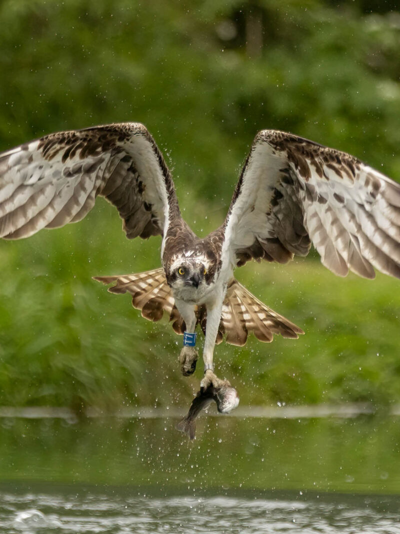 Osprey Photography Workshop Tuesday 1st June 2027 PM Session