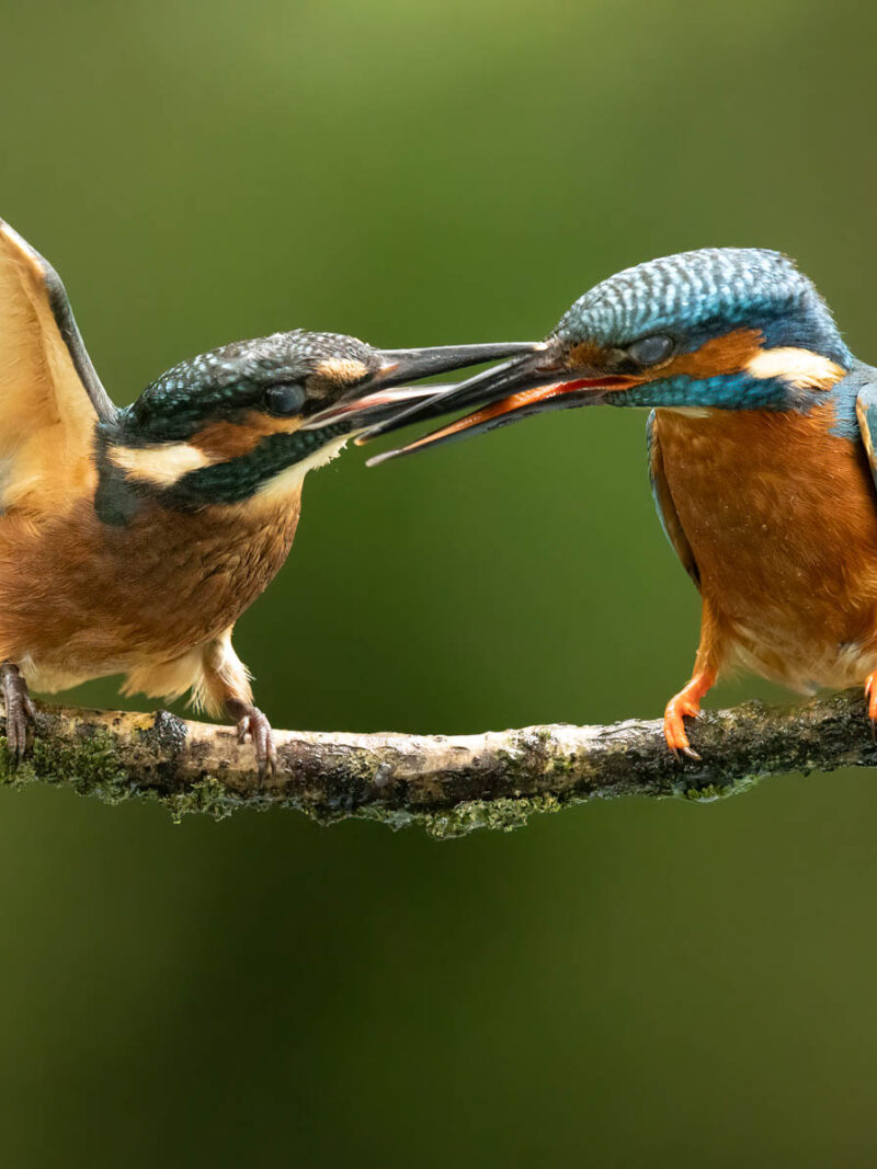 Kingfisher Photography Workshop 12th May 2026 **Only 3 places left**