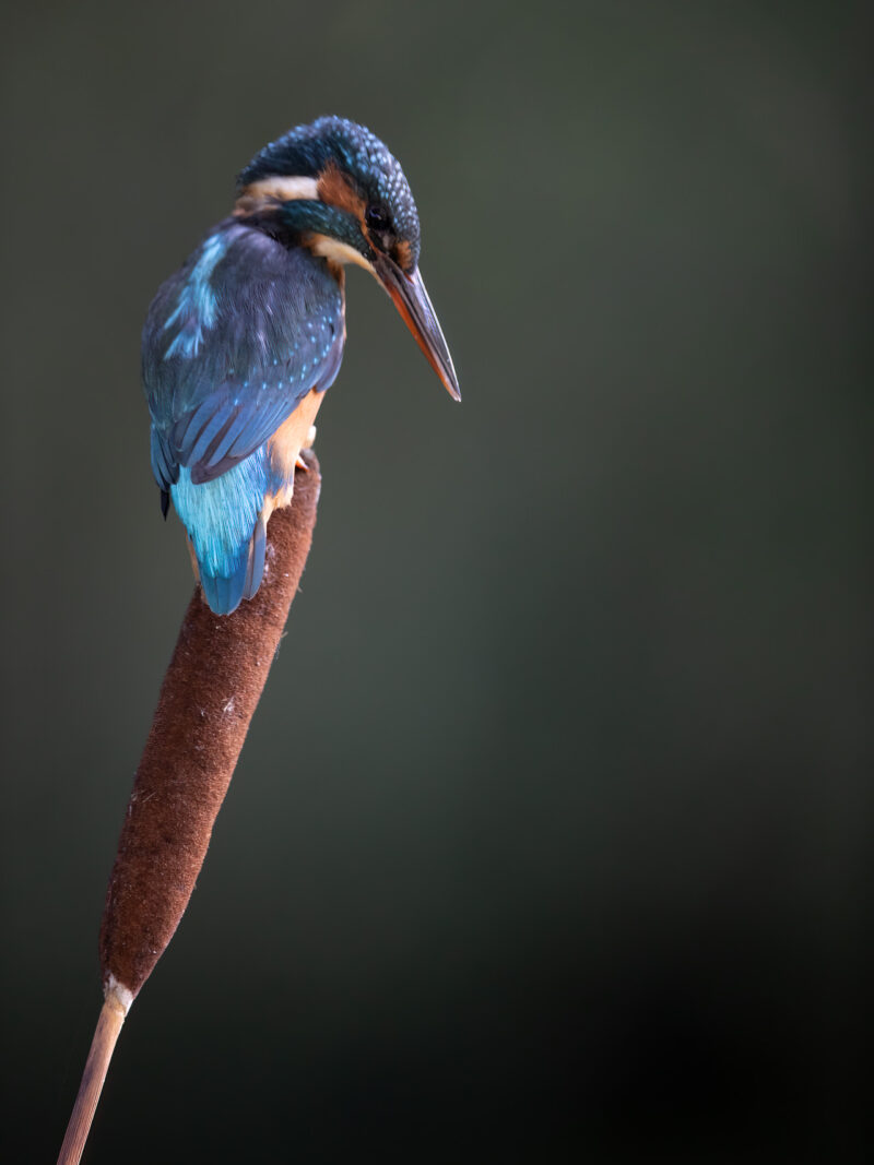 Kingfisher Photography Workshop 15th September 2026.