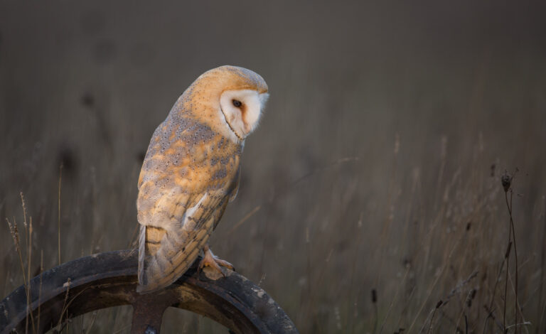 1 to 1 Wildlife Tuition