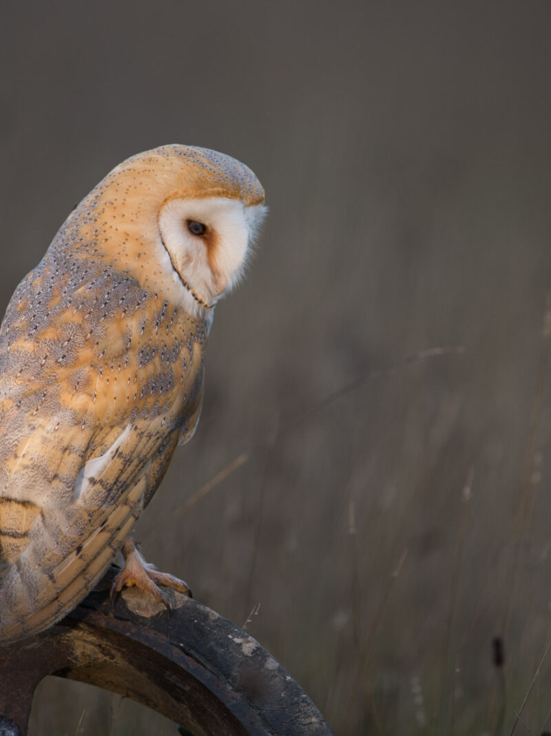 1 to 1 Wildlife Tuition