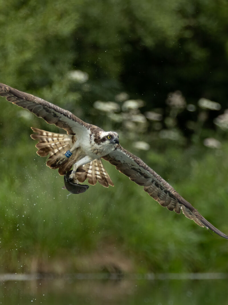 Osprey Photography Workshop Tuesday 29th June 2027 PM Session