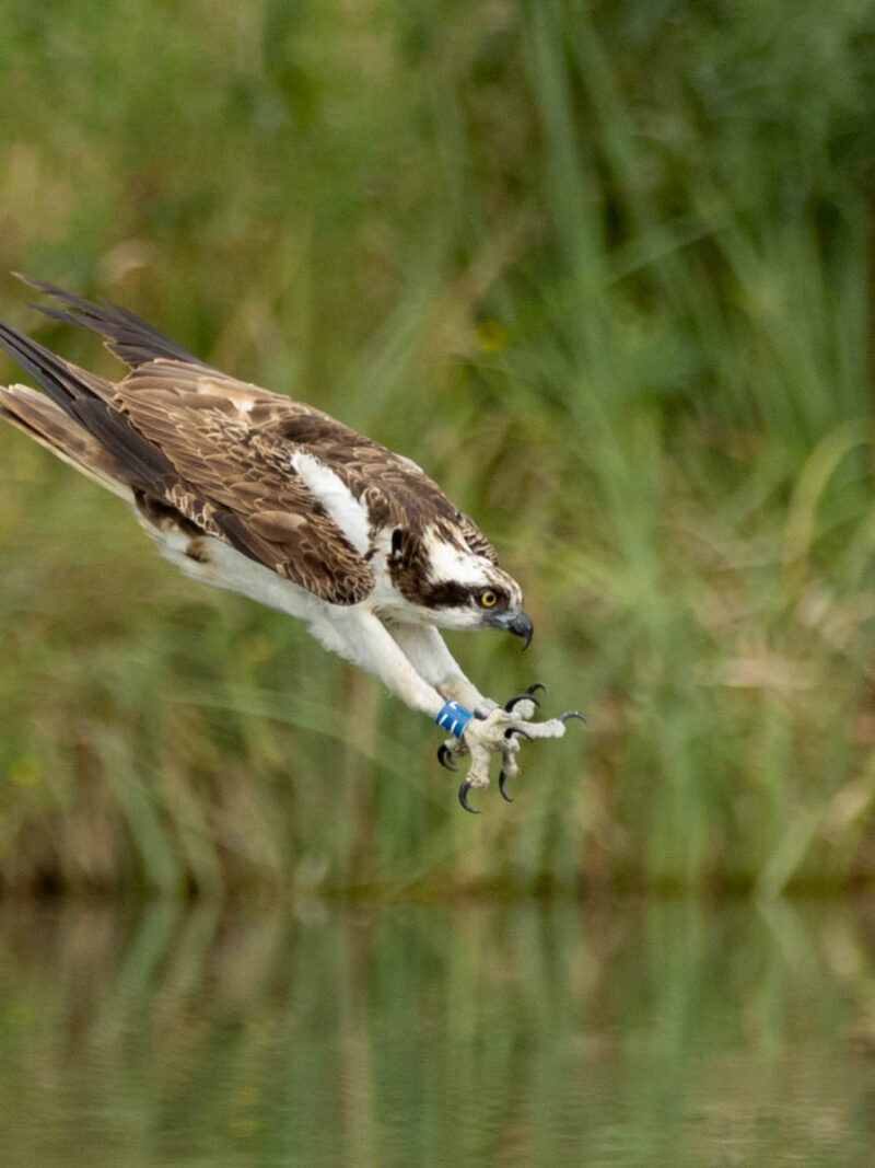 Osprey Photography Workshop Monday 29th June 2026 PM Session
