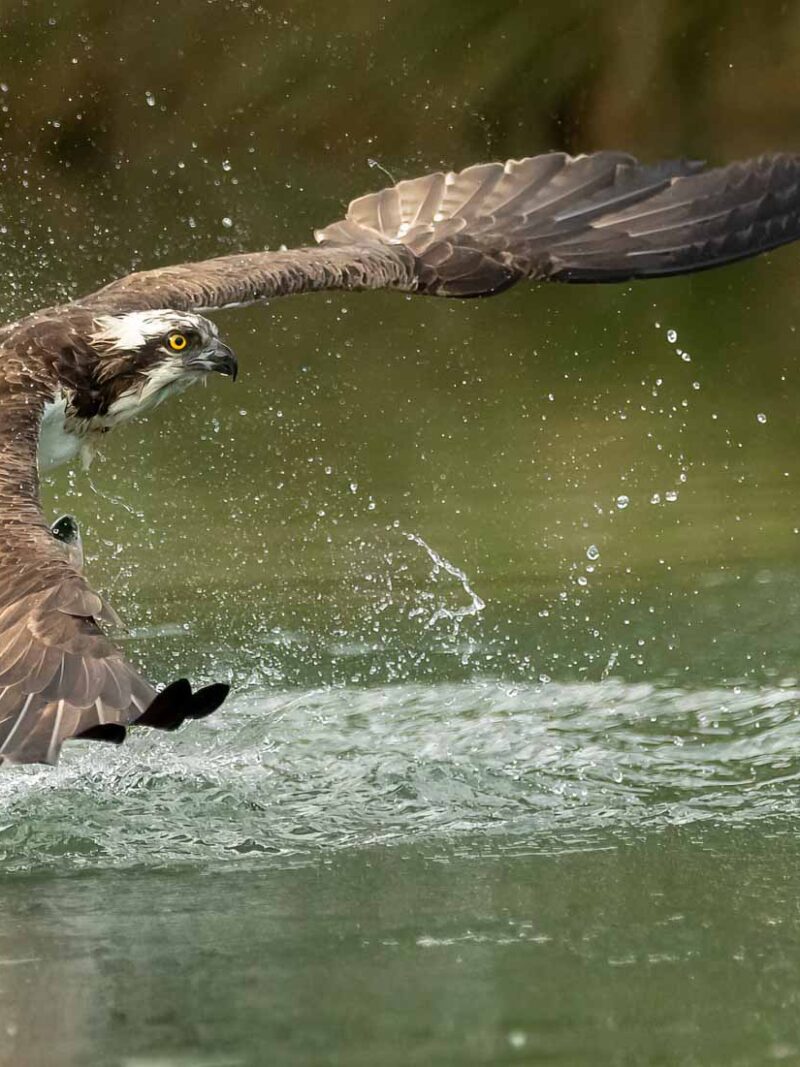 Osprey Photography Workshop Tuesday 30th June 2026 AM Session