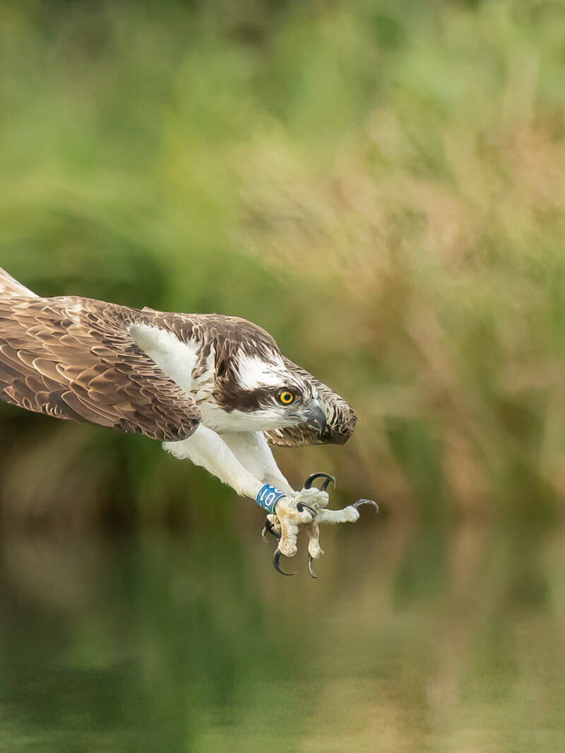 Osprey Photography Workshop Tuesday 2nd June 2026 AM Session